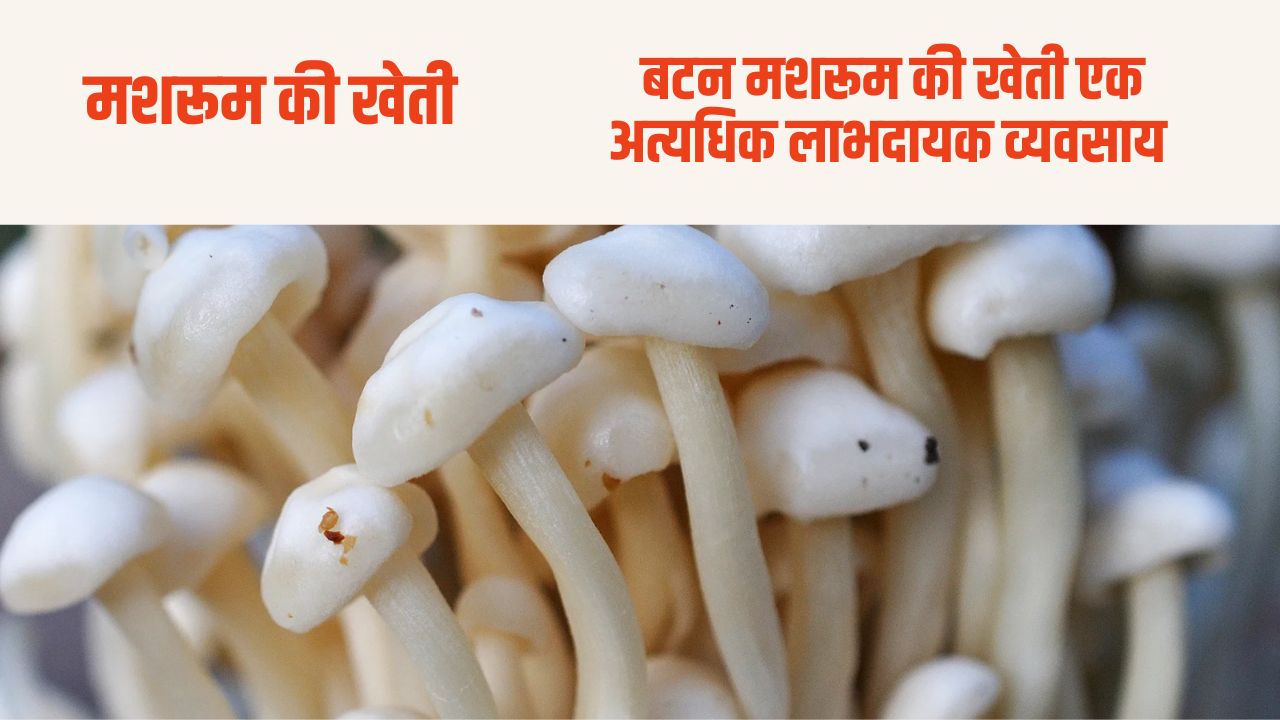 Button Mushroom Farming: बटन मशरूम की खेती