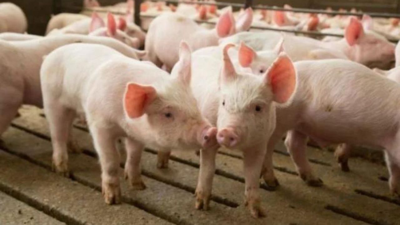 Pig Farming