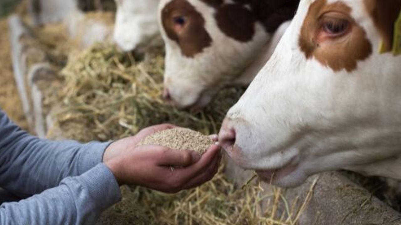Milk production