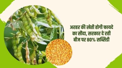 अरहर की खेती होगी फायदे का सौदा, सरकार दे रही बीज पर 80% सब्सिडी