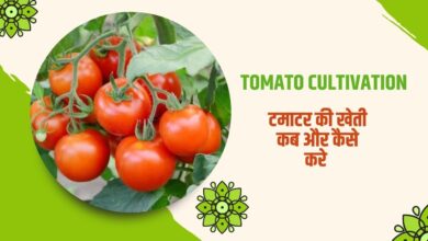 टमाटर की खेती
