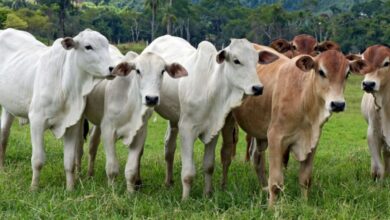 गायों में होने वाली 9 प्रमुख बीमारियां और उनके लक्षण