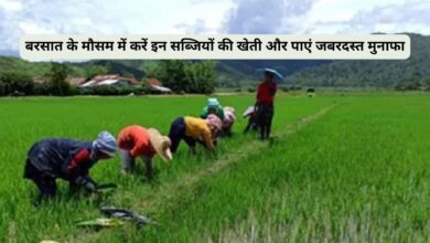 बरसात के मौसम में करें इन सब्जियों की खेती और पाएं जबरदस्त मुनाफा