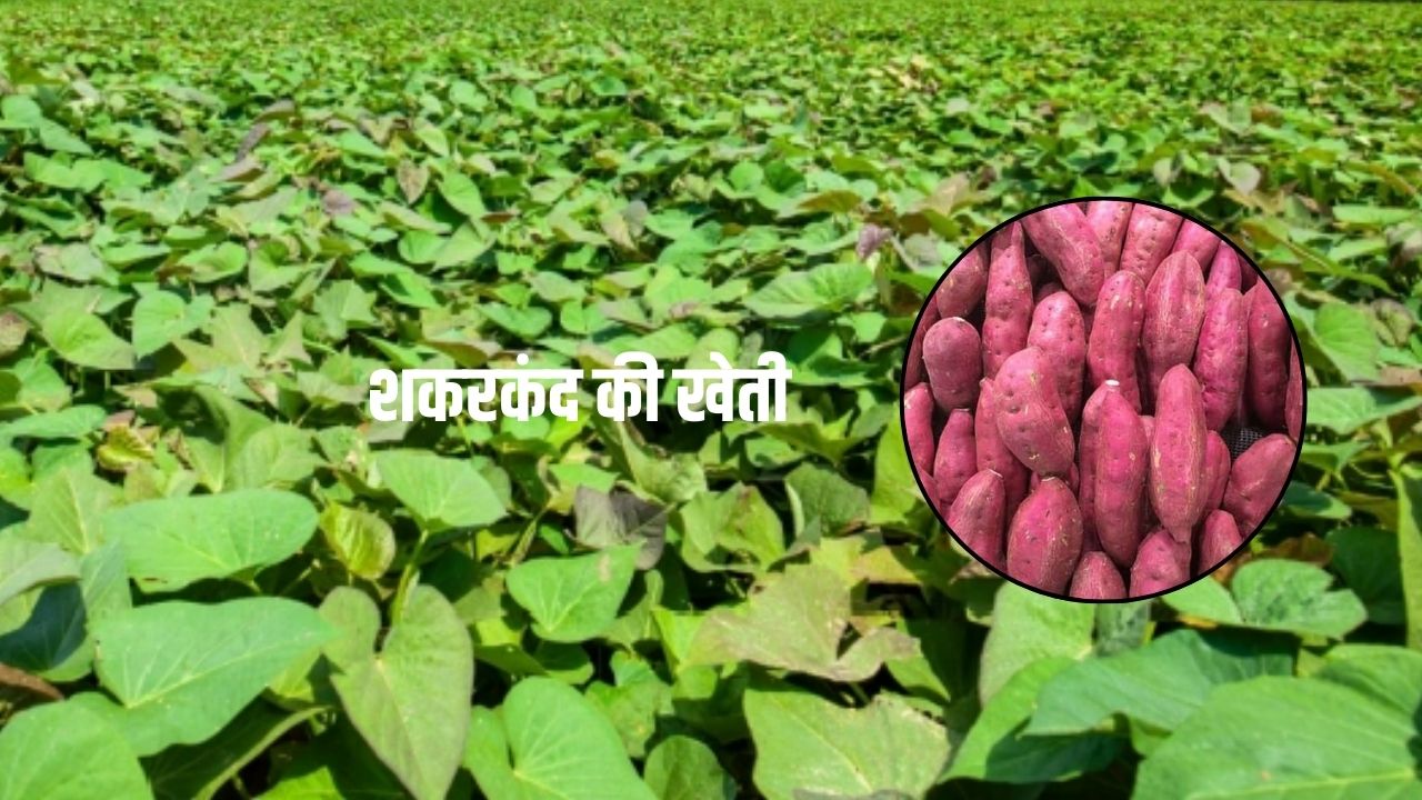 शकरकंद की खेती