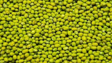 मध्यप्रदेश: मूंग किसानों के लिए बड़ी खबर