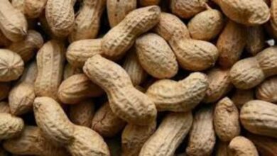 मूंगफली की फसल