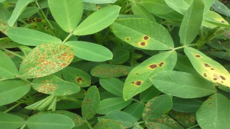 मूंगफली की फसल में टिक्का रोग