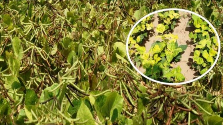 मूंगफली की फसल को पीलिया रोग से कैसे बचाएं