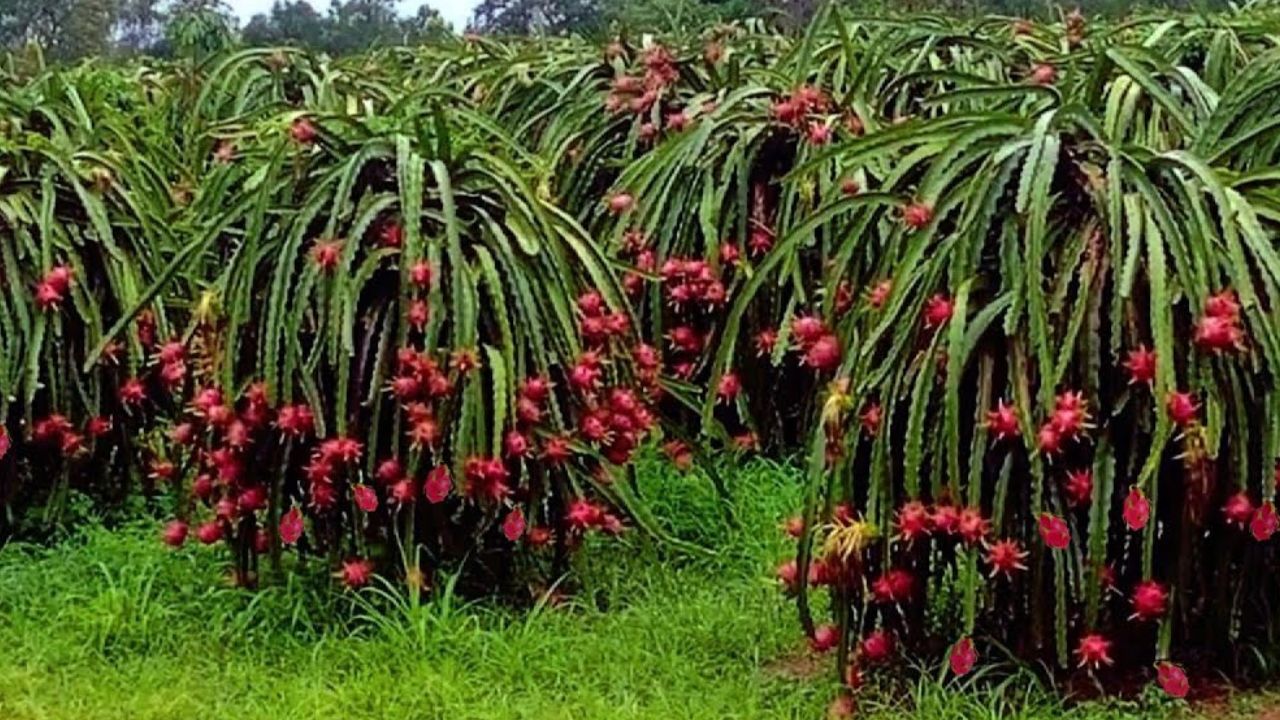 ड्रैगन फ्रूट की खेती