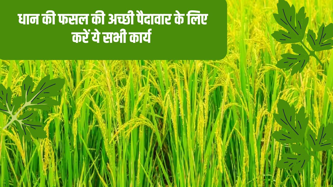 Paddy Crop