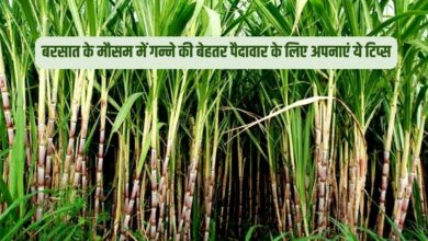 बरसात के मौसम में गन्ने की बेहतर पैदावार के लिए अपनाएं ये टिप्स