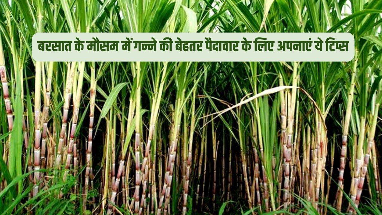बरसात के मौसम में गन्ने की बेहतर पैदावार के लिए अपनाएं ये टिप्स