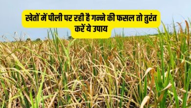 खेतों में पीली पर रही है गन्ने की फसल तो तुरंत करें ये उपाय
