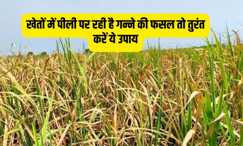 खेतों में पीली पर रही है गन्ने की फसल तो तुरंत करें ये उपाय