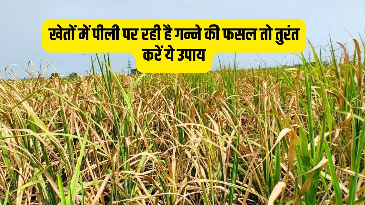 खेतों में पीली पर रही है गन्ने की फसल तो तुरंत करें ये उपाय