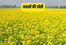 सरसों की खेती