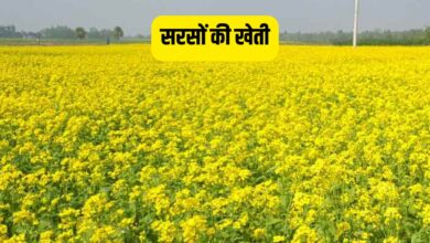 सरसों की खेती