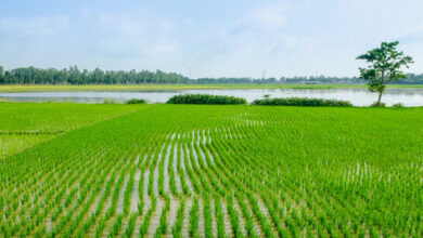 खेत खरीदते समय ध्यान रखने वाली जरूरी बातें