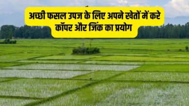 फसलों के लिए कॉपर (तांबा) और जिंक (जस्ता) का महत्व