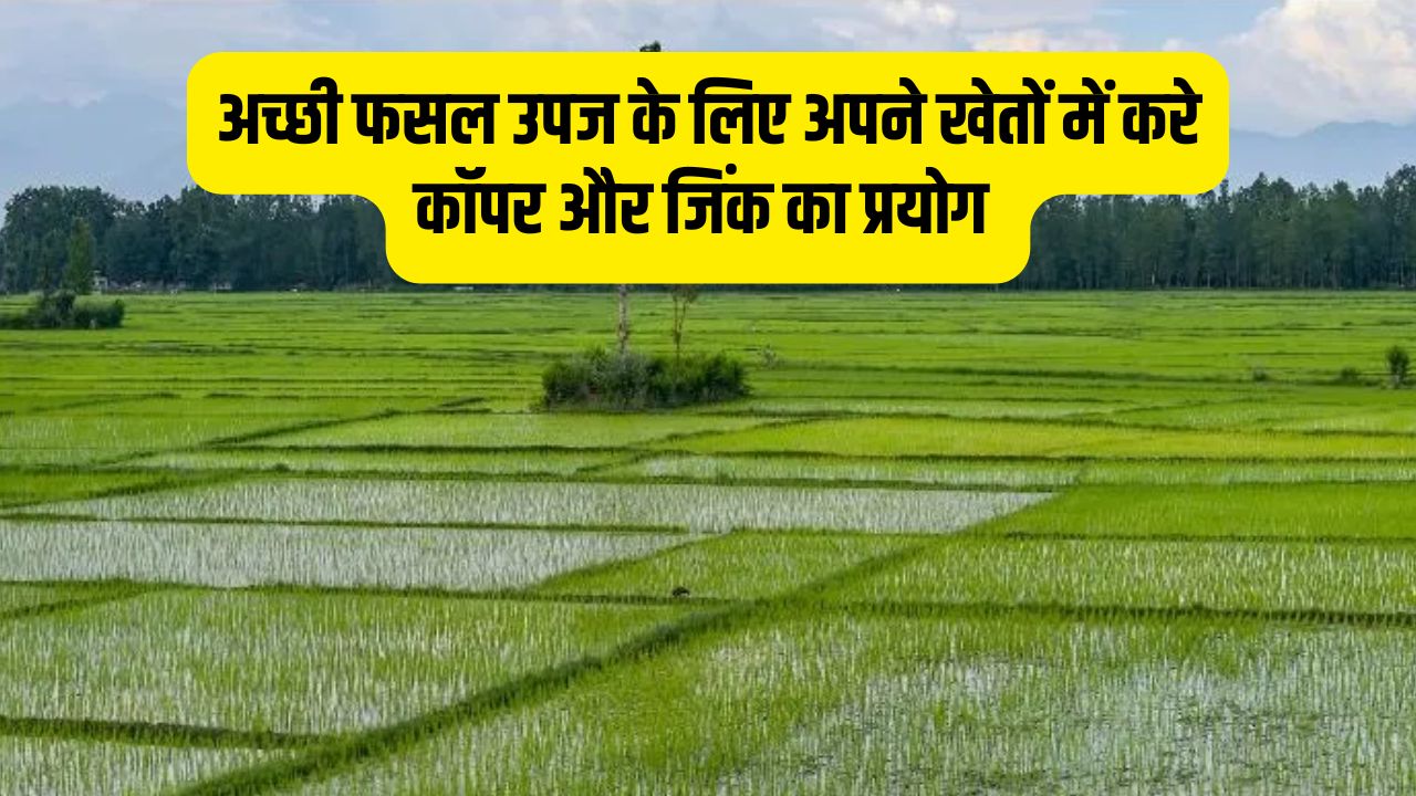 फसलों के लिए कॉपर (तांबा) और जिंक (जस्ता) का महत्व
