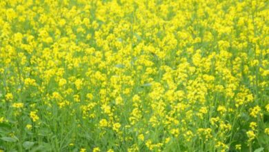 सरसों की फसल