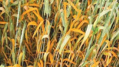 गेहूं में पीला रतुआ रोग