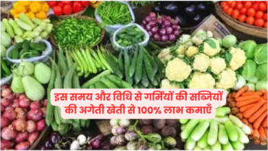 Summer Vegetables: गर्मियों की सब्जियां बोने का सही समय, ऐसे करें बुआई