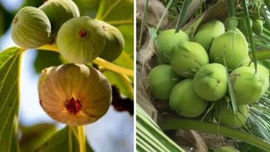 बिहार सरकार द्वारा अंजीर और नारियल की खेती पर सब्सिडी