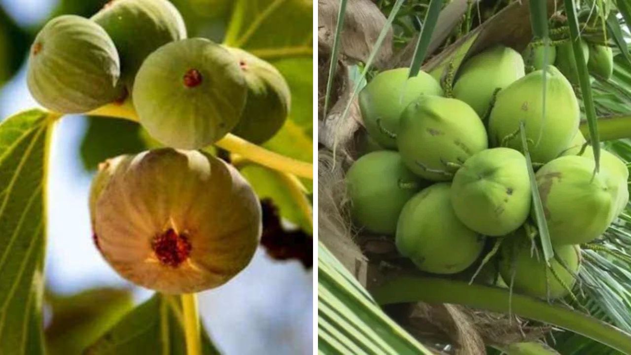 बिहार सरकार द्वारा अंजीर और नारियल की खेती पर सब्सिडी