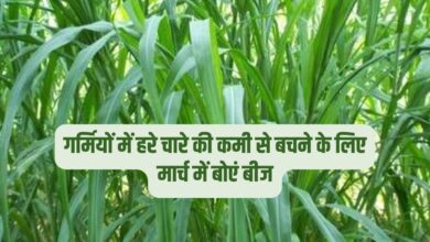 गर्मियों में हरे चारे की कमी से बचने के लिए मार्च में बोएं बीज