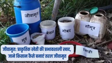 किसान कैसे बनाएं तरल जीवामृत