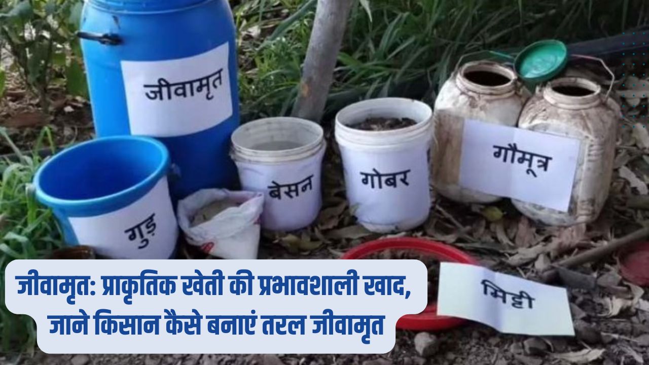 किसान कैसे बनाएं तरल जीवामृत