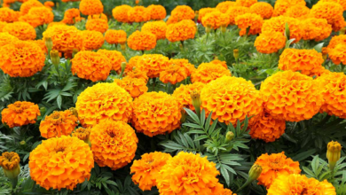 Marigold cultivation: गेंदे की खेती