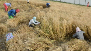 Wheat Harvesting: गेहूं की कटाई