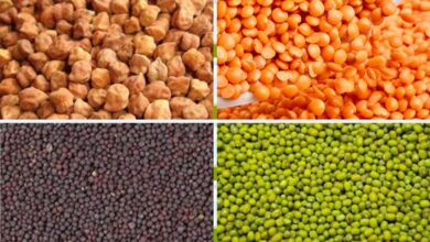 जानिए रबी फसलों का न्यूनतम समर्थन मूल्य क्या है?