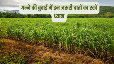 Sugarcane Cultivation