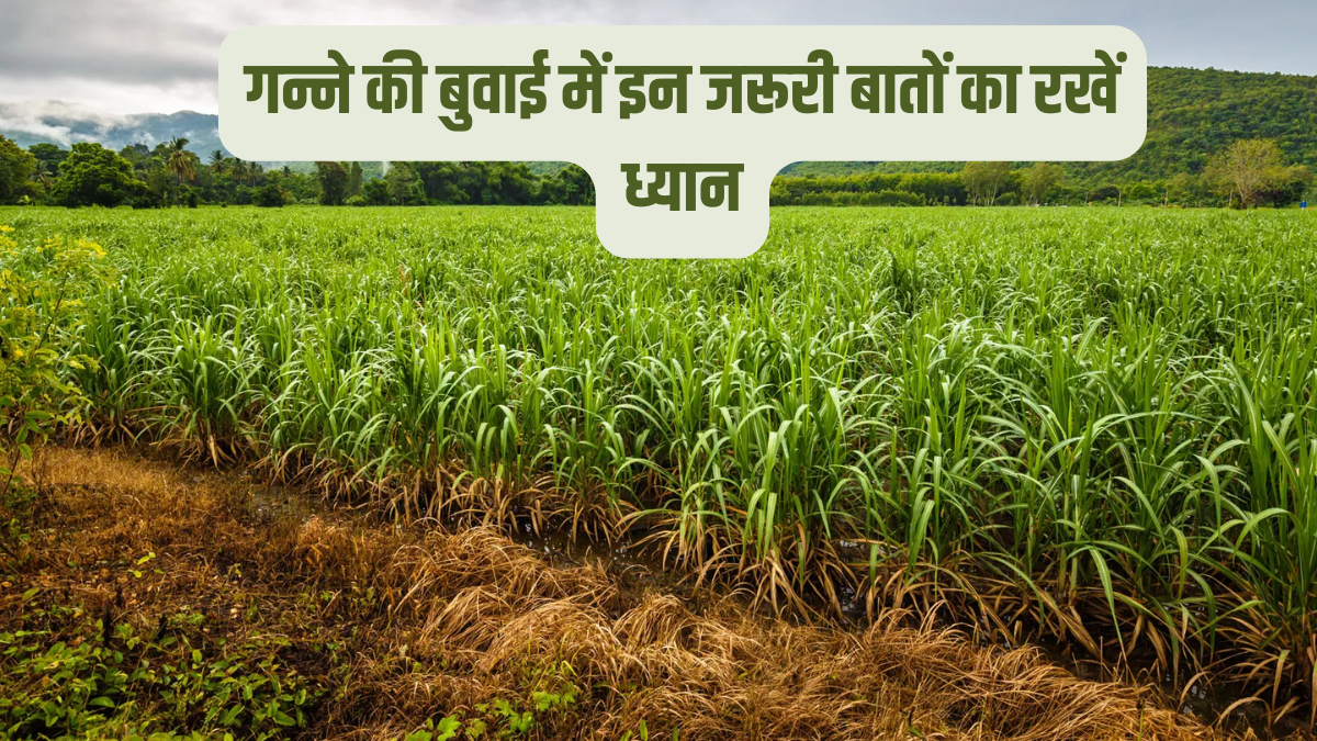 Sugarcane Cultivation