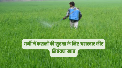 गर्मी में फसलों को कीटों से बचाने के लिए अपनाएं ये कारगर उपाय
