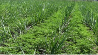 Green Manure In Summer