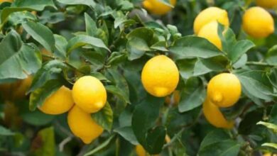 Lemon Trees