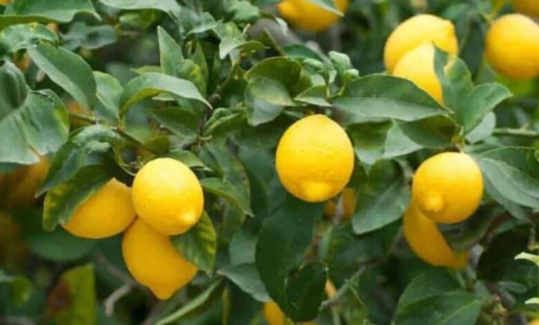 Lemon Trees