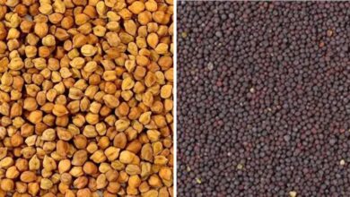 चना और सरसों की MSP खरीद के लिए किसान पंजीयन