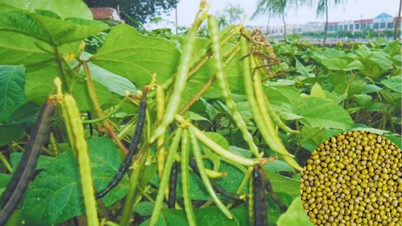 Cultivation of moong in summer