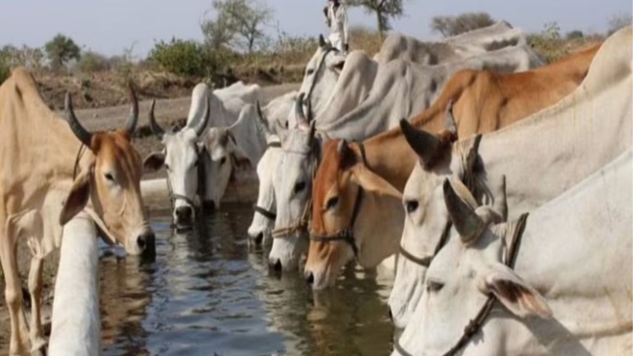 गर्मी में पशु देखभाल