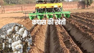 कपास की खेती