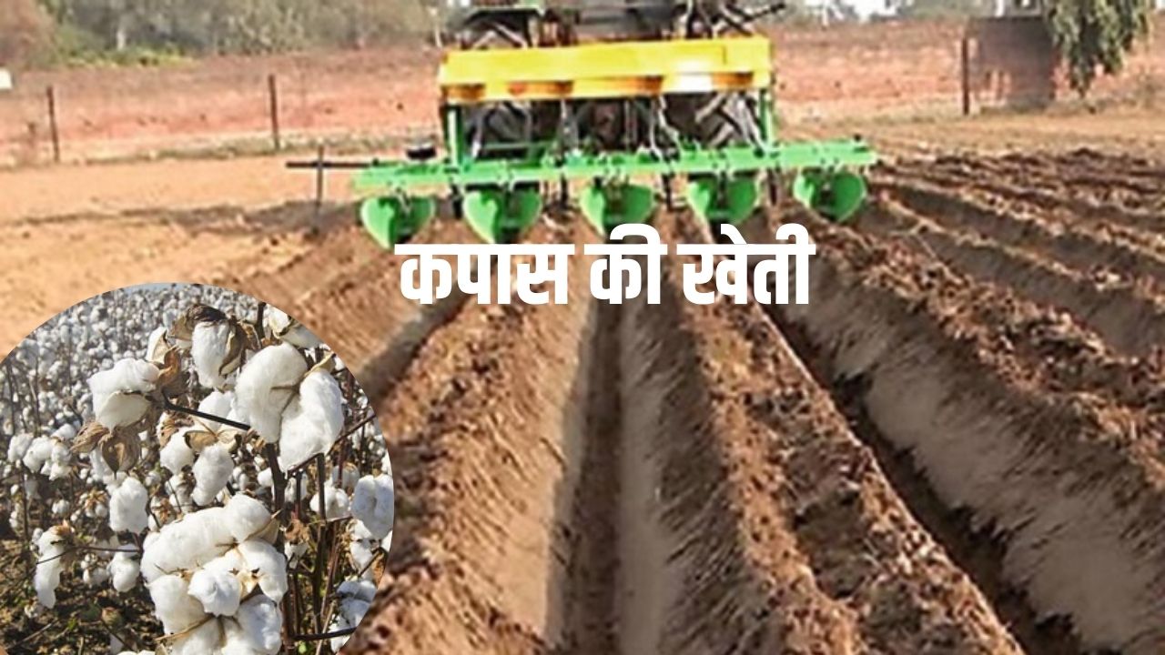 कपास की खेती