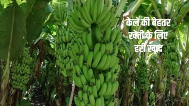 केले की बेहतर खेती के लिए हरी खाद