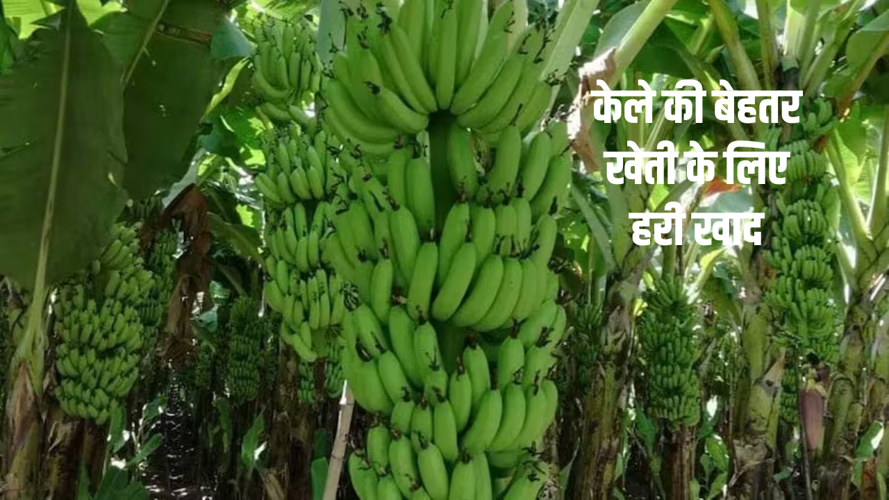 केले की बेहतर खेती के लिए हरी खाद