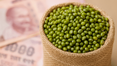 मूंग की कीमतों में उछाल! जानिए क्यों 2025 में दाम ₹10,000 प्रति क्विंटल तक पहुंच सकते हैं