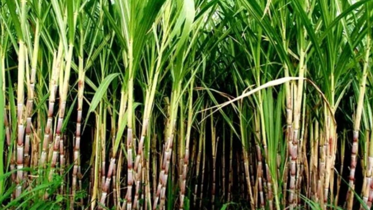 Sugarcane cultivation